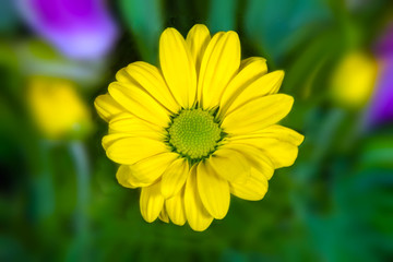yellow flower image resembling a daisy on a green background