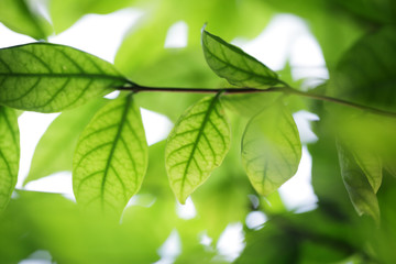 Fototapeta na wymiar fresh leaf background.