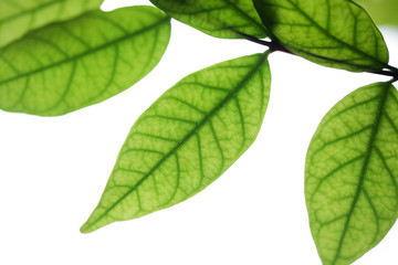 fresh leaf isolated on white background.