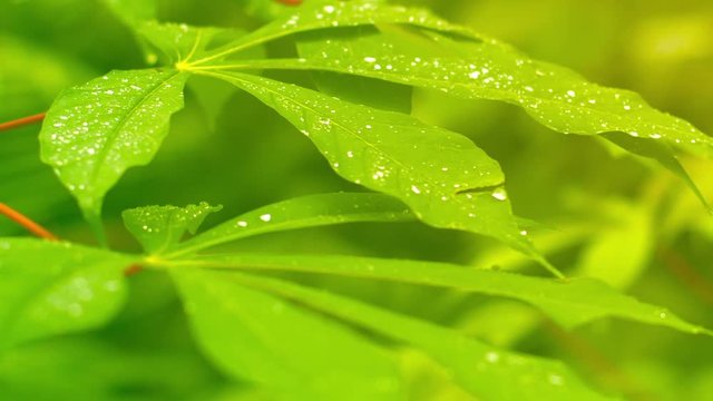 Video 1080p - Panning across the verdant, green leaves of a plant, with dewdrops.  Two leaves are focused in the foreground, with an unfocused background of leafy greanery.