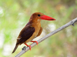 Ruddy Kingfisher (Halcyon coromanda) the dark brown bird with re