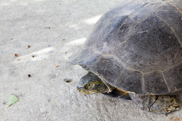 turtle on land and sunbathe