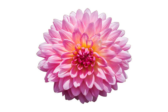 Pink Chrysanthemum Flower Isolated on White Background.