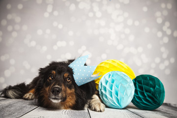 liegender Hund