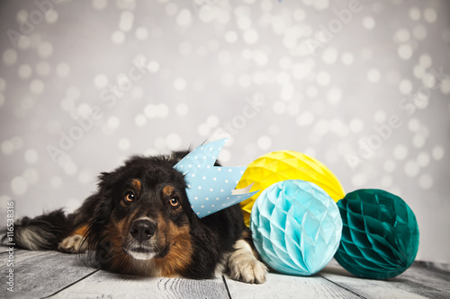 &quot;liegender Hund&quot; Stockfotos und lizenzfreie Bilder auf