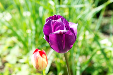 Blooming red tulip growing in the flowerbed in the park