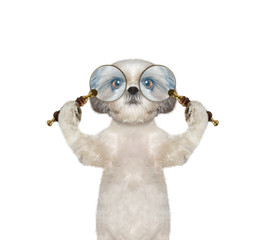 Cute dog looking through two magnifying glass magnifier