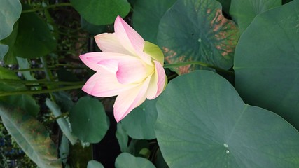 蓮の花　lotus flower
