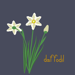 Daffodil plant iilustration
