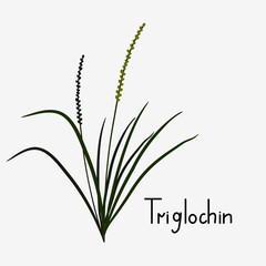 Triglochin plant illustration