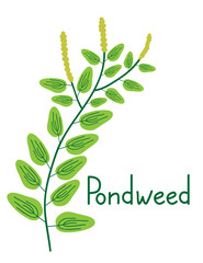 Pondweed plant illustration