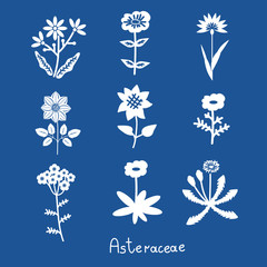 Asteraceae flowers set © elyomys