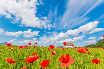Beautiful panorama with poppy flowers near a wooden house, blue sky and white clouds