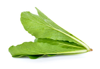 Chinese Cabbage on white background