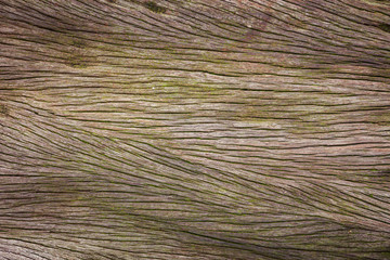 close up of a bark