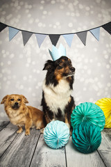 Hundeparty