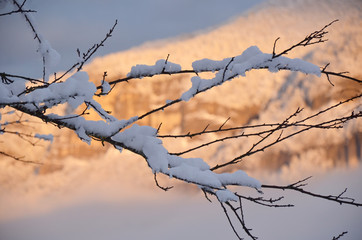Hivernal