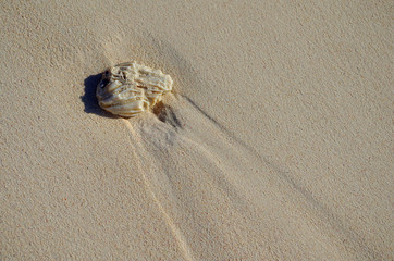 Shell on Beach