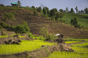 cottage in step rice's fields at Chiangmai province,Thailand