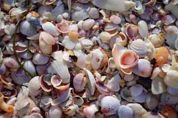 Macro of Shells