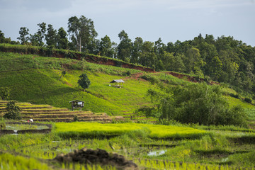 cottage in step rice's fields at Chiangmai province,Thailand