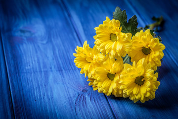 Yellow chrysanthemum flowers