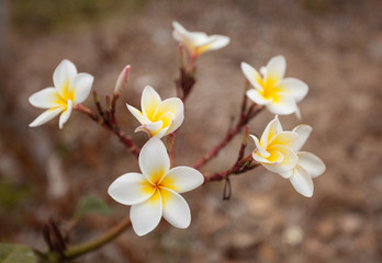 plumeria on the plumeria tree in the sunset time