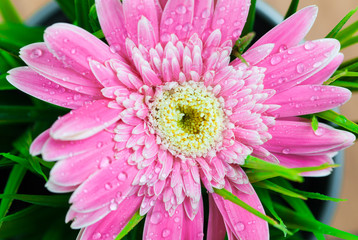 Gerbera, dew drops, close-up, macro.