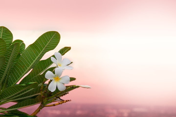 plumeria on the plumeria tree in the sunset time