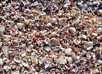 Shells for Background