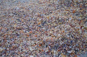 Pile of Shells