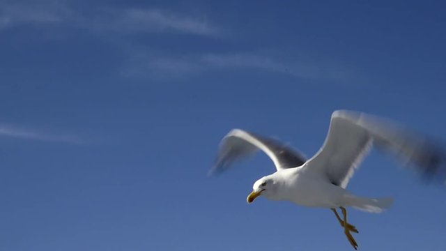 Seagulls Flying in Slow Motion