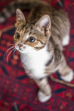 Cute Kitten on Red Carpet,