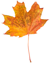 Autumn maple leaf