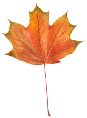 Maple leaf