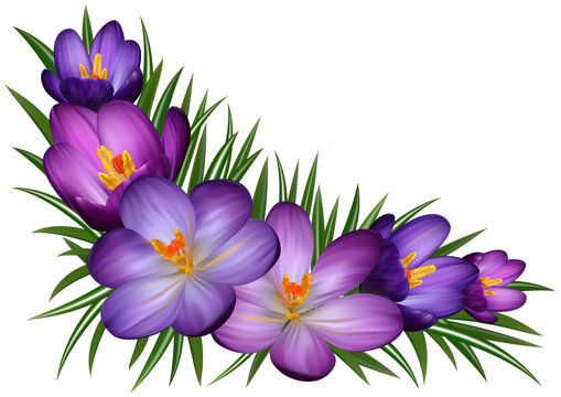 Purple Crocus Flowers