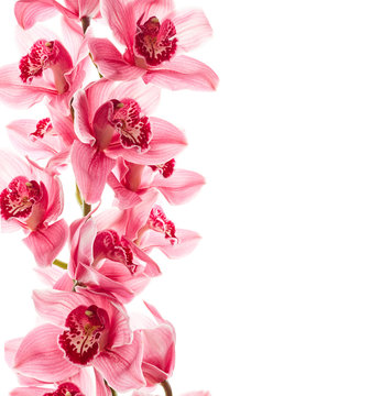 Fototapeta Orchid flowers