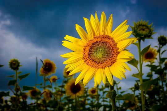 Sunflower in the summer field