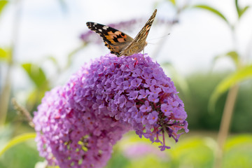 Schmetterling auf der Blume im Sommer