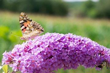 Schmetterling auf der Blume im Sommer