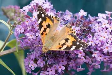 Schmetterling auf der Blume im Sommer