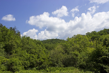 Fototapeta na wymiar Summer sky with trees