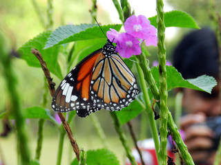 Close-up of butterfly pollinating on pink flower