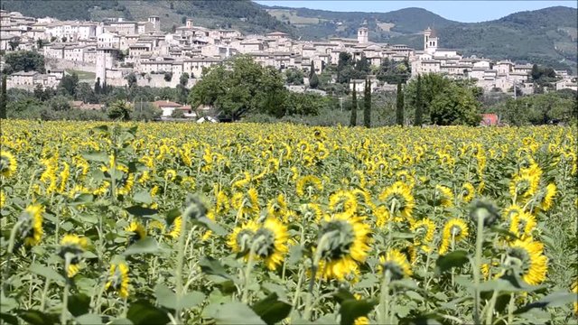 Spello, landscape with sunflowers moving