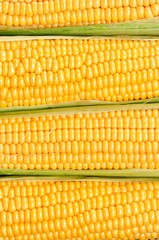 Organic yellow corn. Background. selective focus.