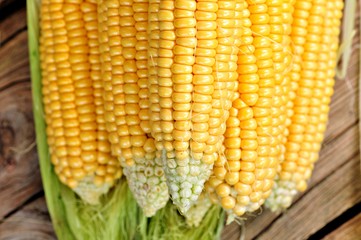 Organic yellow corn. Background. selective focus.