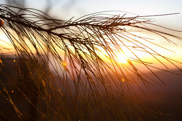 Sunrise Mountains.Bali Nature Morning Volcano Viewpoint.Mountain Trekking, View Landscape. Nobody photo. Horizontal picture. Closeup Spruce Branch. The first rays of the rising sun.