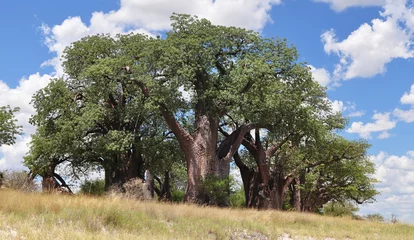 Zelfklevend Fotobehang Baobab Baines Baobab, Botswana
