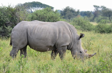 Obraz premium white rhino