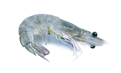 Raw prawns isolated on white background